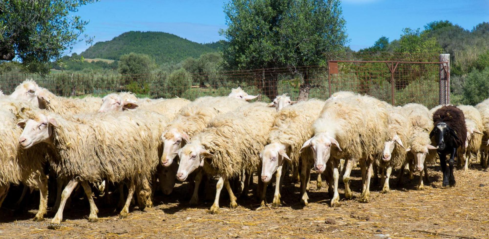 Agriturismo La Valle Degli Ulivi Semproniano Exteriér fotografie